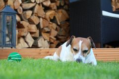 Timmy mit Ball