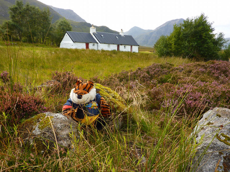 Timmy Tiger visits Black Rock Cottage, Glencoe