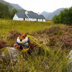 Timmy Tiger visits Black Rock Cottage, Glencoe