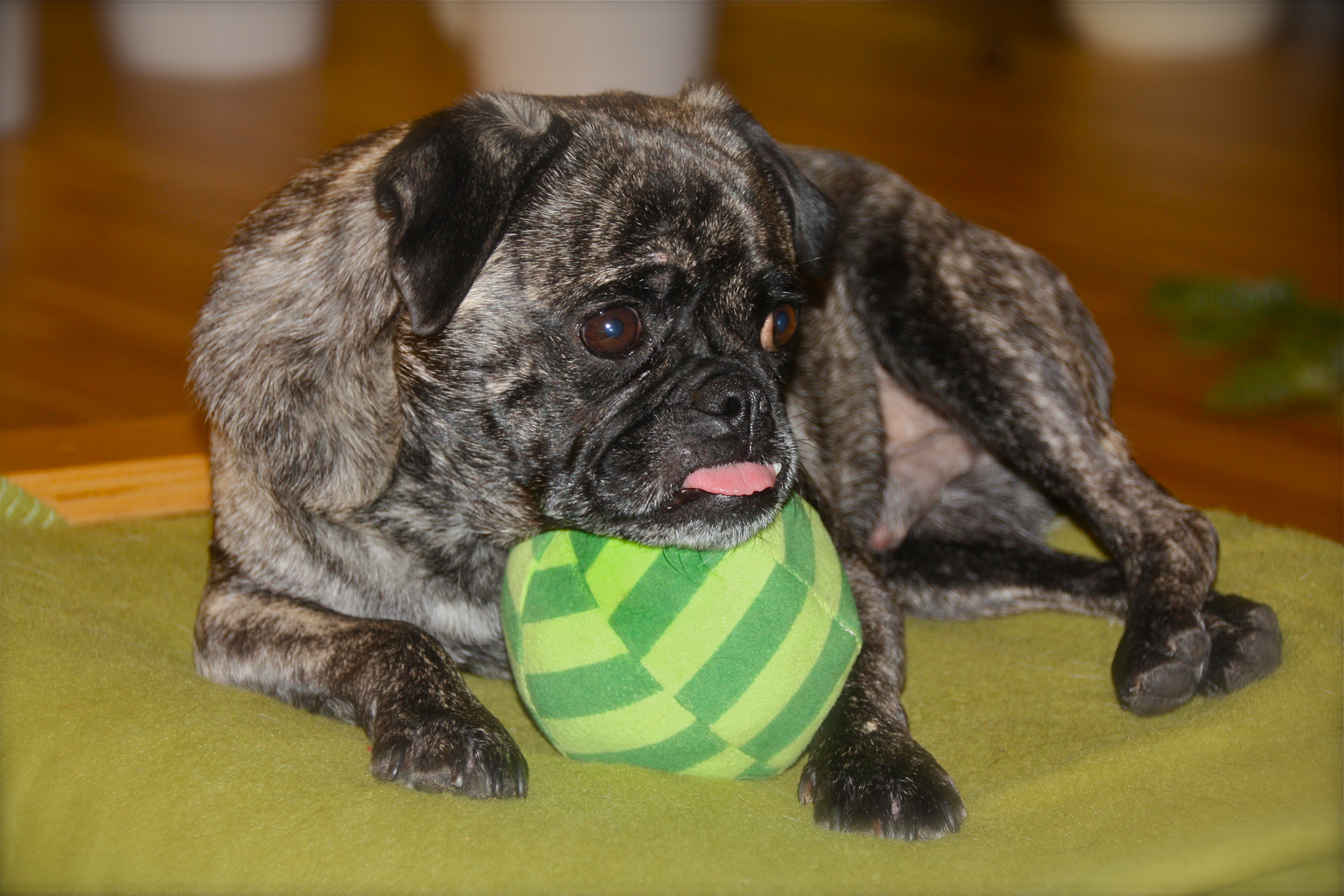 Timmy und SEIN Ball!