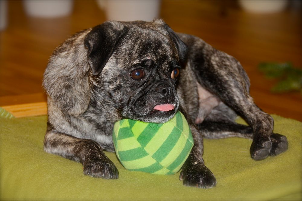 Timmy und SEIN Ball!