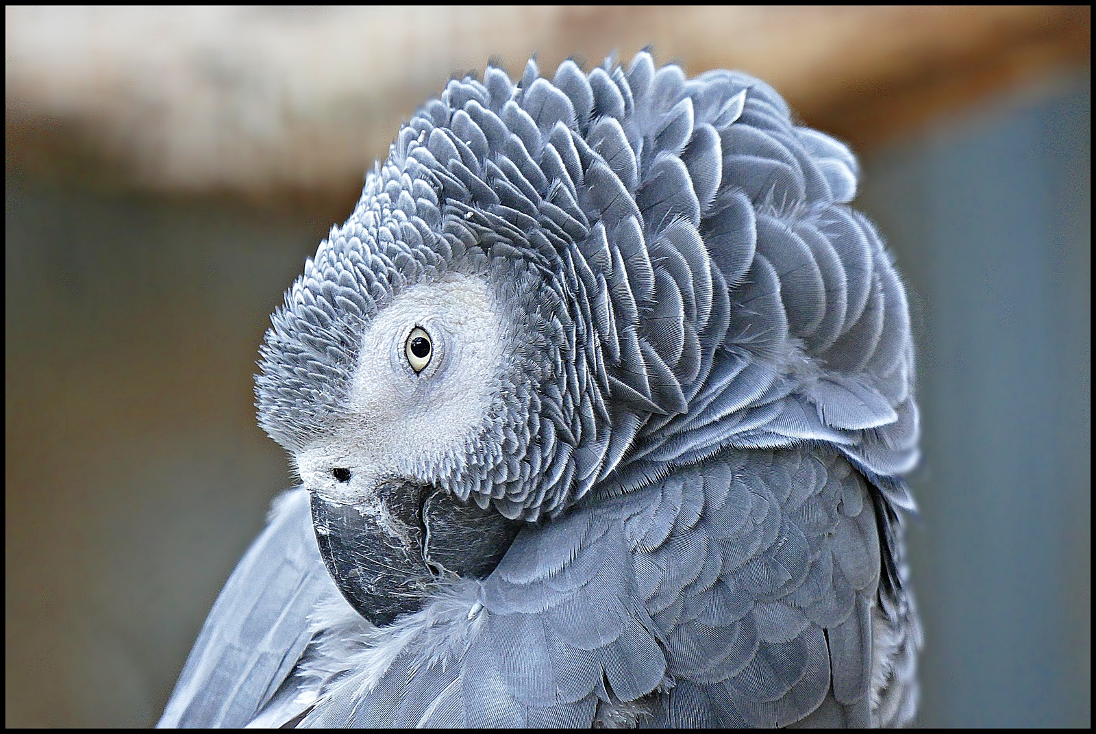 Timneh-Graupapagei! Foto & Bild | natur, zoo, gruga Bilder auf ...