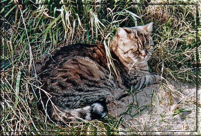 TIMO - ein prächtiger Kater