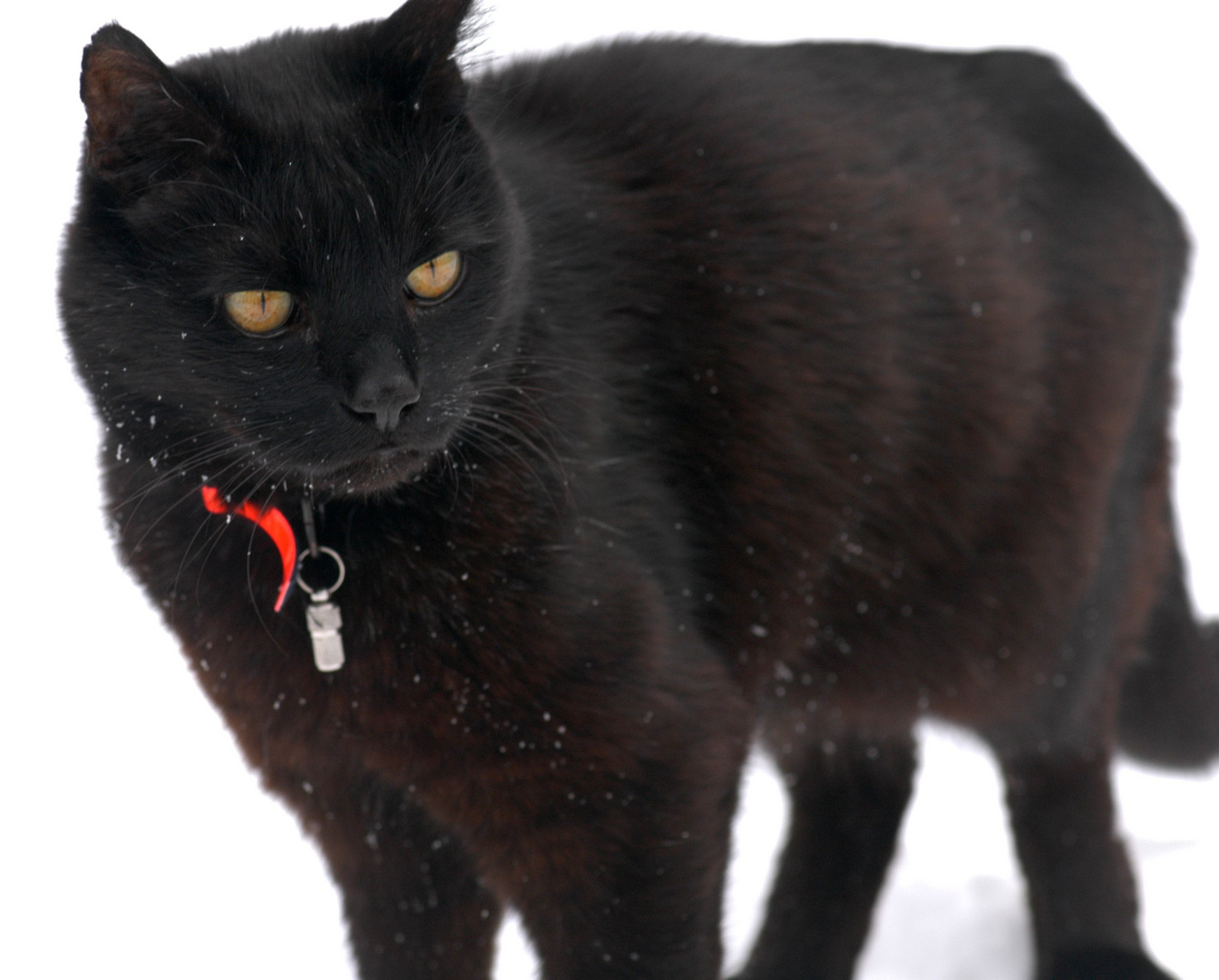 Timo in the Snow