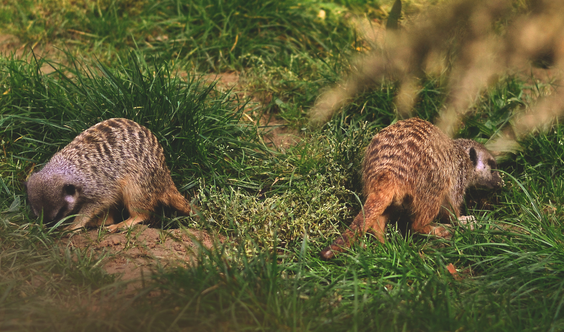  Timon im Kölner Zoo