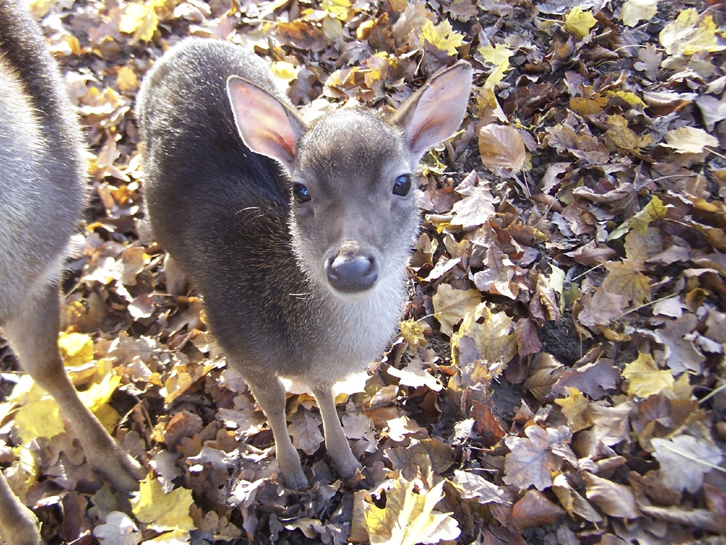 Timorhirsch