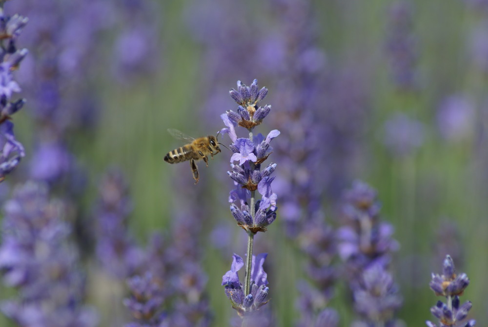 Timo's Bienchen