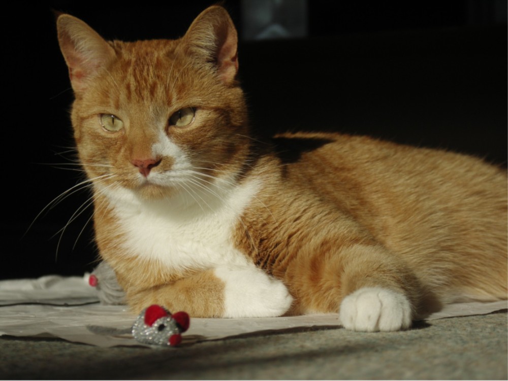 Timur die süßeste Katze der Welt! ) Foto & Bild tiere, haustiere, katzen Bilder auf