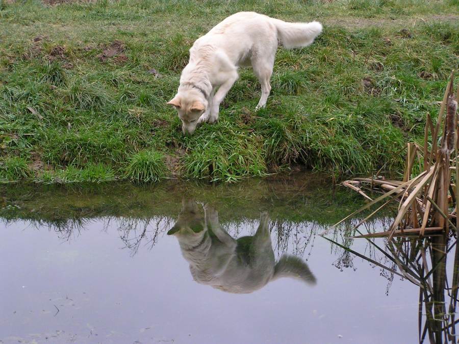 Tina am Teich - nicht mit grünen Ohren