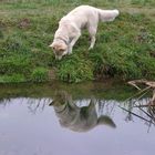 Tina am Teich - nicht mit grünen Ohren