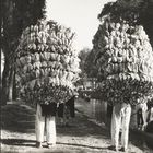 Tina Modotti, Loading bananas, Veracruz, 1927-29