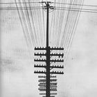 Tina Modotti, Pali del telegrafo, 1924