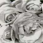 Tina Modotti – Roses, 1927