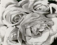 Tina Modotti – Roses, 1927