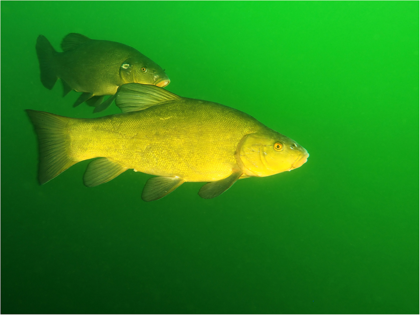 Tinca tinca Foto & Bild tiere, wildlife, fische Bilder auf