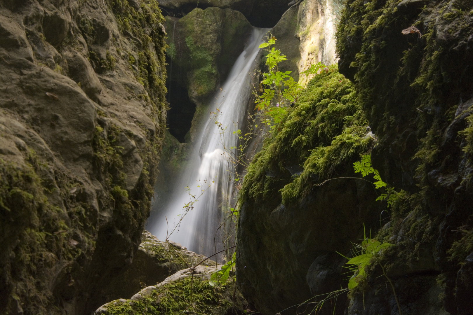 Tine de Conflens 02