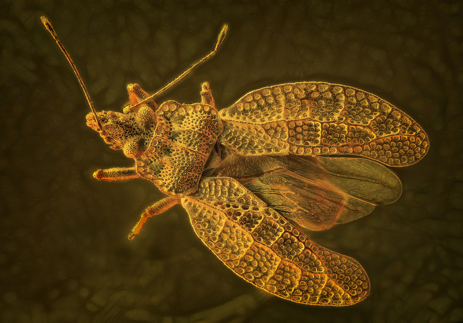 Tingidae Foto & Bild tiere, wildlife, insekten Bilder auf