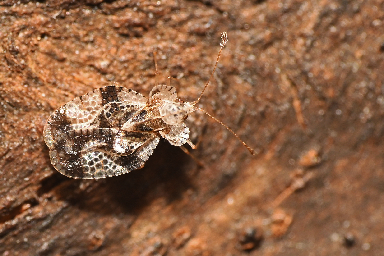 Tingidae (Stephanitis pyri) Netzwanze