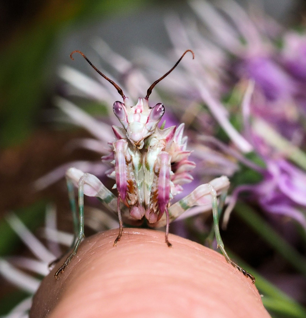 Tinkabell die Afrikanische Blütenmantis