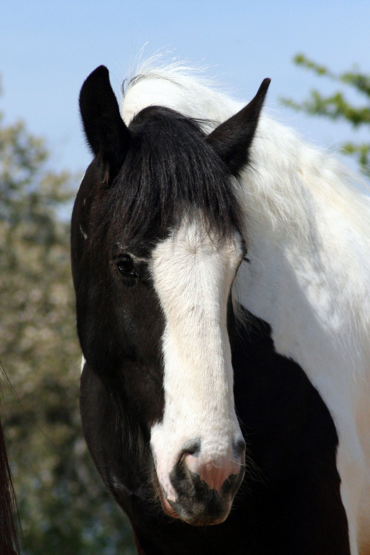 Tinker Balou