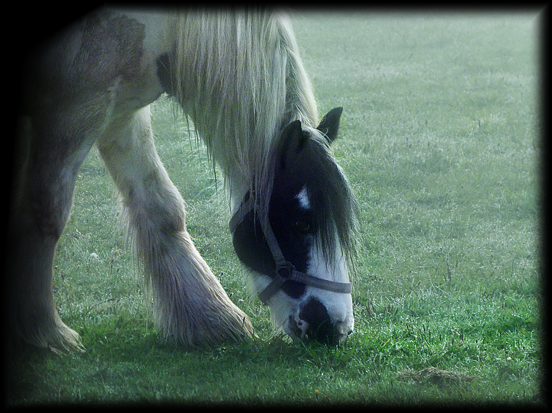 Tinker im Nebel