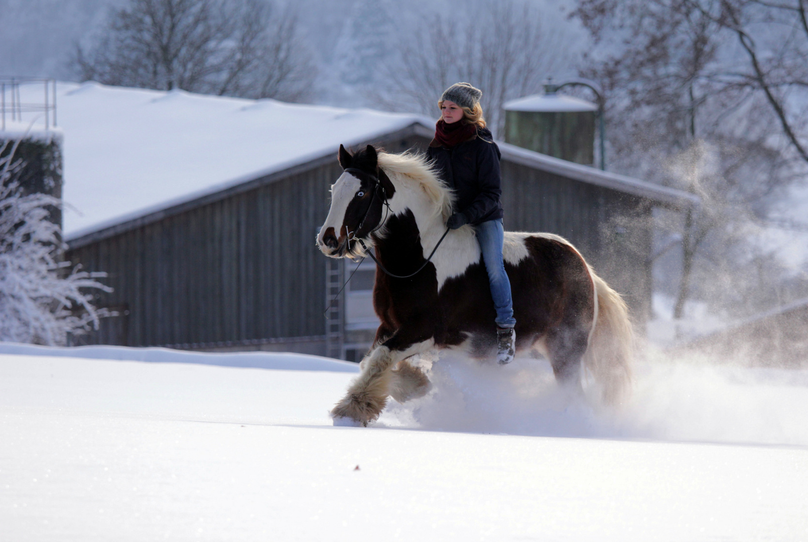 Tinker Im Pulverschnee