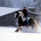 Tinker Im Pulverschnee