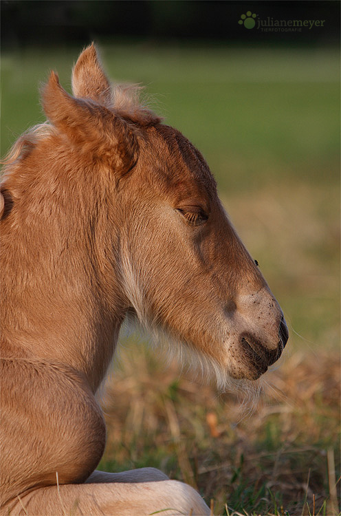 Tinkerbaby Irish Cream