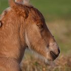 Tinkerbaby Irish Cream