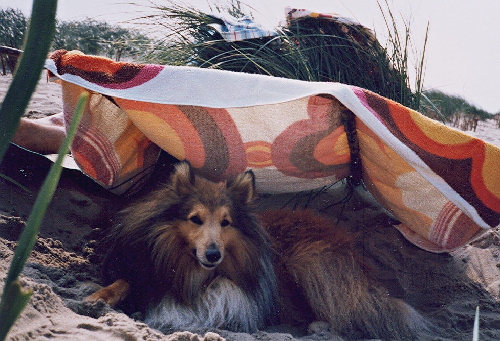 Tino am Hundestrand in Holland