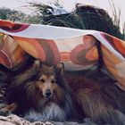 Tino am Hundestrand in Holland