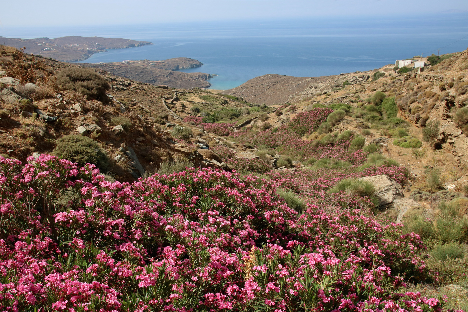 Tinos Blütenpracht