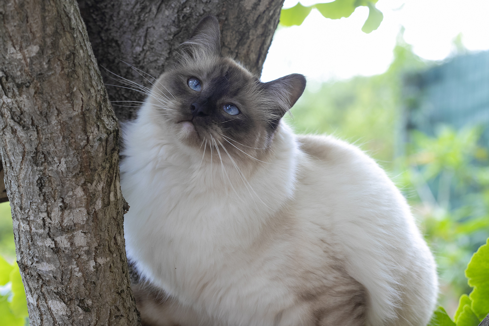 Tinours sur l'arbre