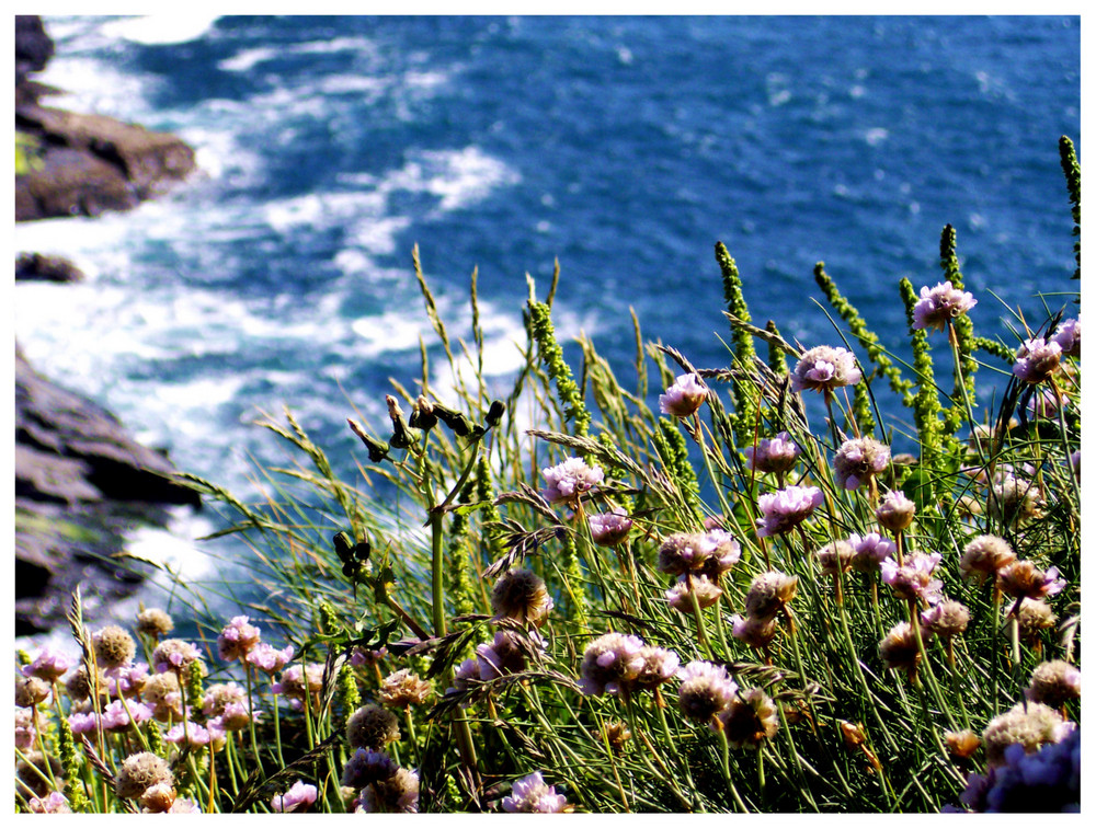 Tintagel Coast 5