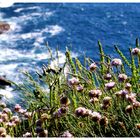 Tintagel Coast 5