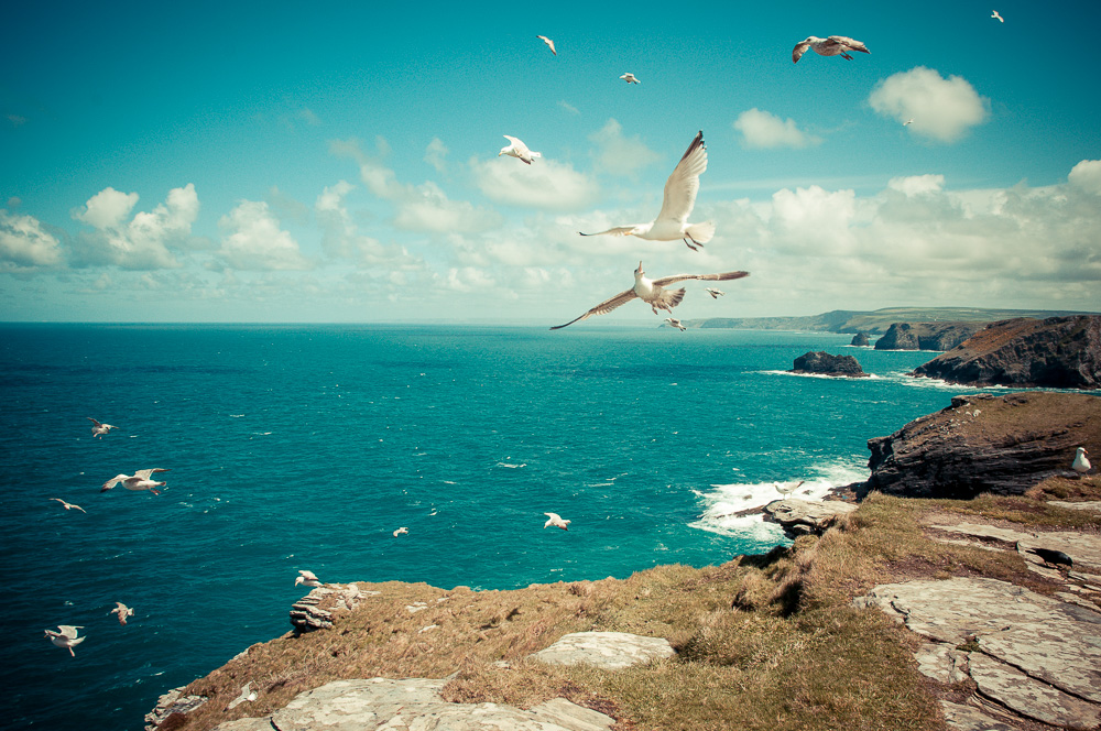 Tintagel Seagull