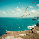 Tintagel Seagull