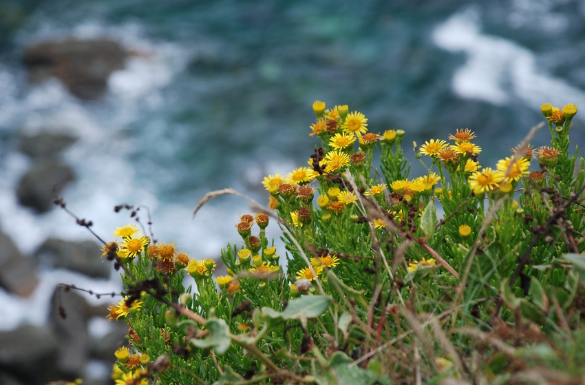 Tintagel's Fair