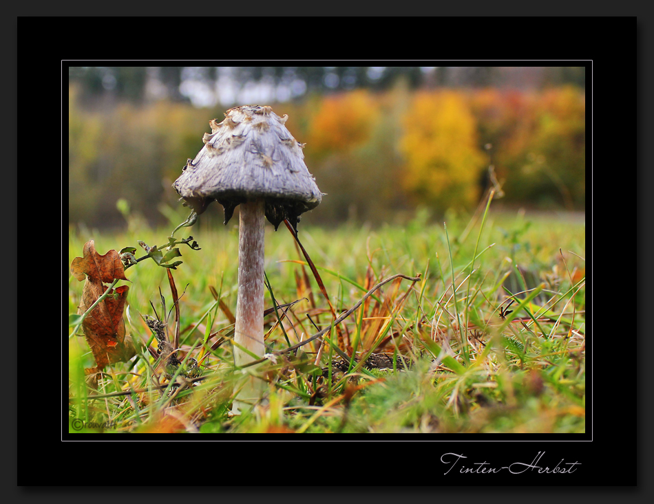 Tinten-Herbst