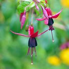 .. tintenblau - rote Fuchsienblüten .....