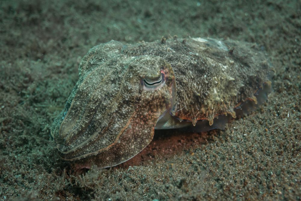 Tintenfisch Foto & Bild | world, makro, asien Bilder auf fotocommunity