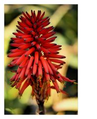 Tintenfisch-Aloe