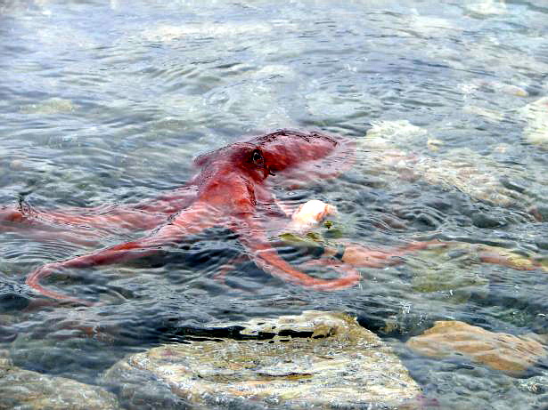 Tintenfisch am Strand von Huglo(Norwegen)