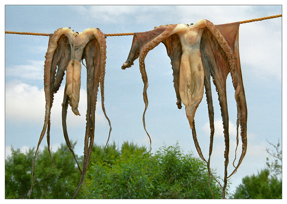 Tintenfisch auf der Leine