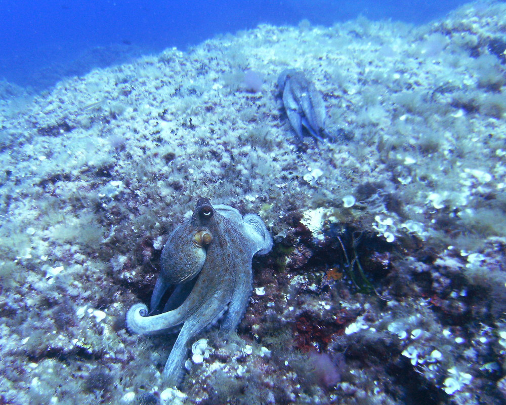 Tintenfische in Bewegung Foto & Bild | tiere, wildlife, fische Bilder