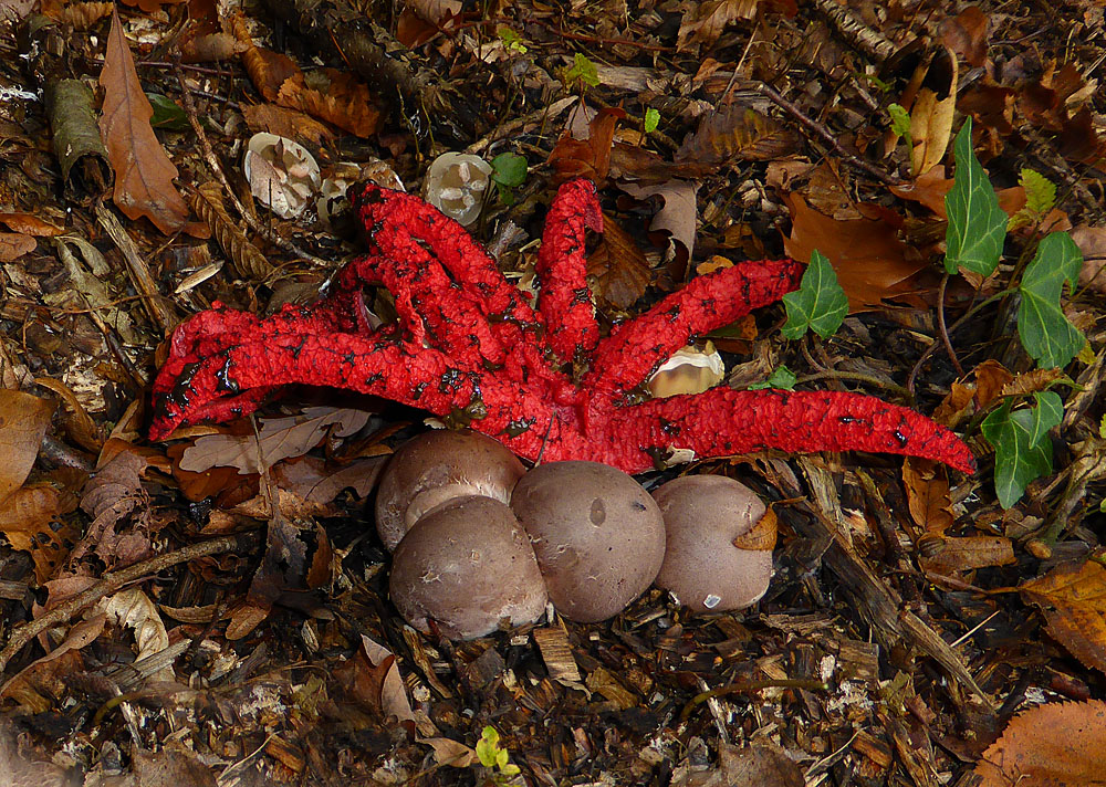 Tintenfischpilz