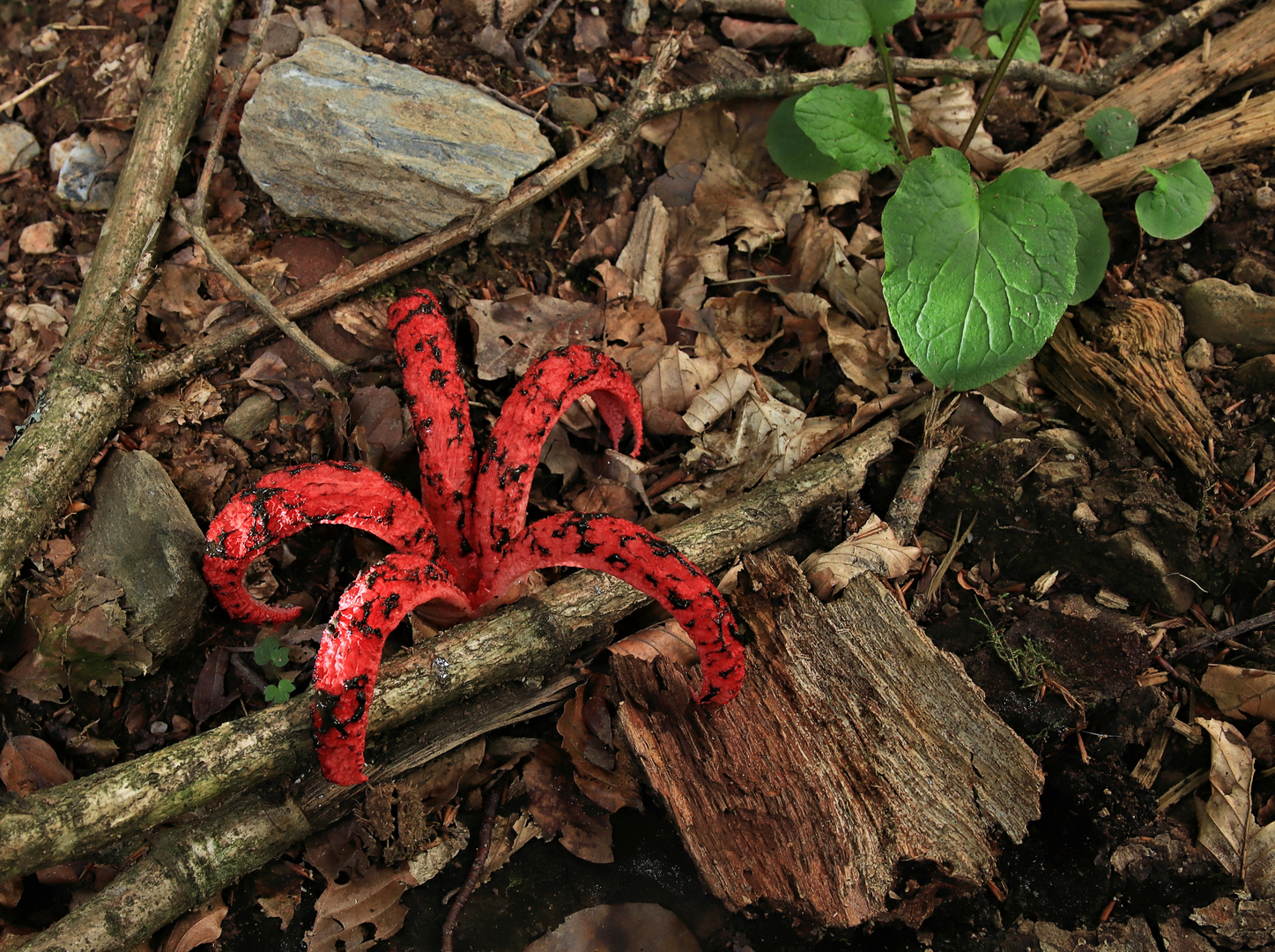 Tintenfischpilz