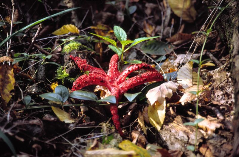 Tintenfischpilz