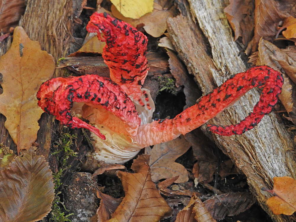 Tintenfischpilz (Clathrus archeri)