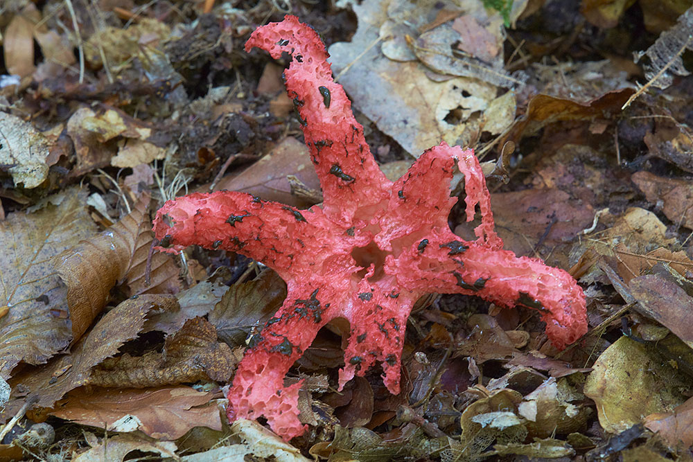 Tintenfischpilz (Clathrus archeri)